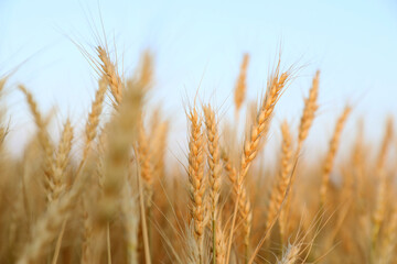Golden wheat ears growing in field, closeup