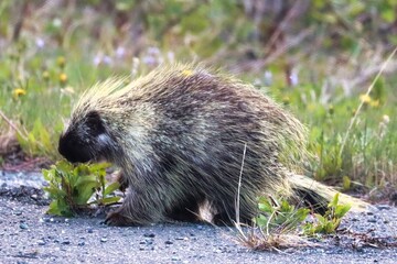 Yukon Territories, Canada