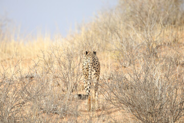 Cheetah walking over a red sand dune in the Kalahari Desert