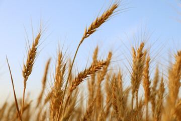 Golden wheat ears growing in field against blue sky, closeup