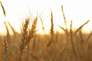 Fototapeta premium Golden wheat ears growing in field, closeup