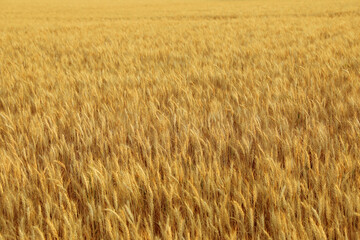 Beautiful view of field with ripening wheat spikes