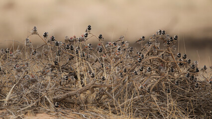 Large flock of sparrows and other birds huddled on a dry tree branch
