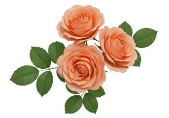 Isolated Bouquet of Peach Roses with Green Leaves