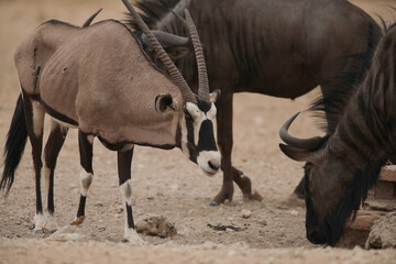 Fototapeta premium Oryx walking among a herd of wildebeest in the dry Kalahari Desert