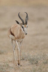 Springbok moving through the Kalahari Desert in search of water