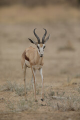 Springbok moving through the Kalahari Desert in search of water