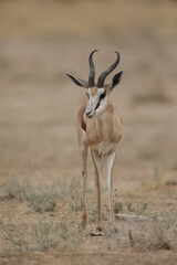 Fototapeta premium Springbok moving through the Kalahari Desert in search of water