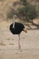 Male ostrich going about its business in the arid Kalahari Desert