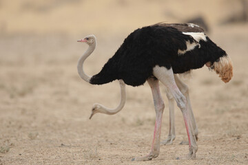 Ostrich flock moving around the arid Kalahari Desert in search of food