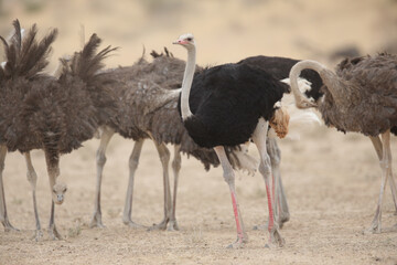 Ostrich flock moving around the arid Kalahari Desert in search of food