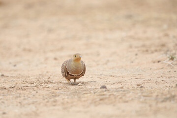 Portrait of a male double-banded sandgrouse in the Kalahari Desert