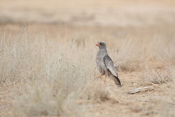 Pale-chanting goshawk on the ground looking to catch a snake