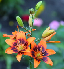 Two orange ornamental flowers on the same stem