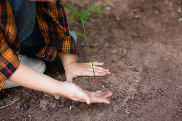 Little boy planting tree into soil outdoors, closeup. Space for text