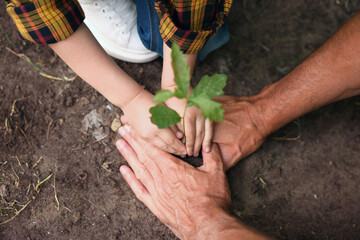 Father and his son planting tree into soil outdoors, closeup
