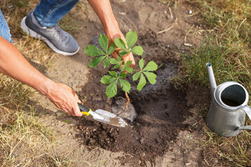 Fototapeta premium Man planting small tree into soil outdoors, above view