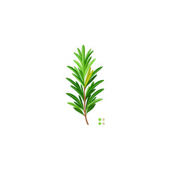 small rosemary sprig detailed herb leaves illustration