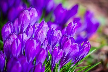A cluster of vivid purple crocus flowers heralds the arrival of spring in the garden.