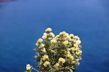 Jupiter's beard, anthyllis barba-jovis, flowering on the Cote d'Azur, French Riviera in spring
