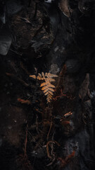 Close-up of a delicate fern frond amidst dark, decaying organic matter.