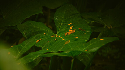 A large green leaf is speckled with yellow spots, surrounded by other foliage in a dark setting.