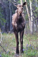 Yukon Territories, Canada