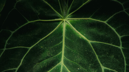 Close-up view of a dark green leaf's intricate veins.
