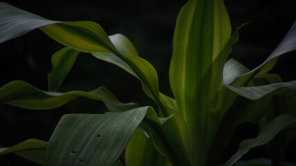 Close-up of a leafy plant showing vibrant green and yellow colors.