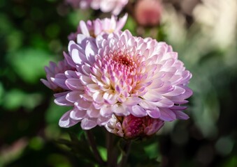 Vibrant chrysanthemum petals in light pink, arranged with artistic design and a soft, calm backdrop.