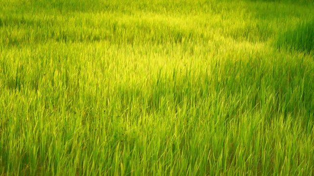 rice field in thailand