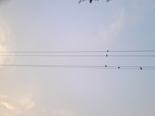 Birds on electric cable wire. Birds on wire at evening sunset nature in Bangladesh 