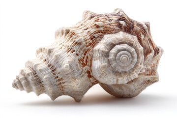 Detailed close-up of a seashell, light beige and brown spiral