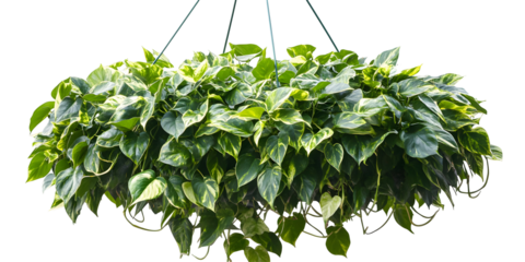 Hanging pothos plant with variegated green leaves isolated on a black background