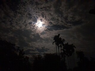 Cloudy sky in a midnight moonlight with trees silhouettes in nature.  