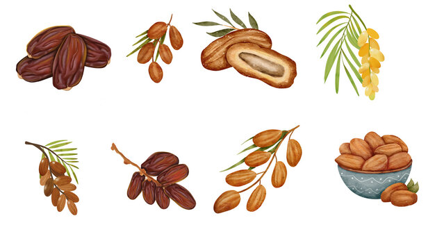 Set of dates fruit on watercolor style