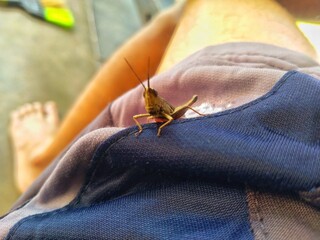 A small brown grasshopper perched on a pair of dark blue trousers, against a blurred and light...