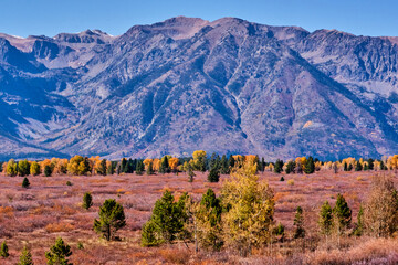 Trees displaying fall colors against the beautiful backdrop of the Grand Teton Mountains