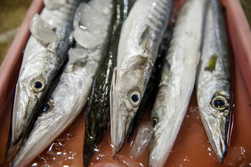 Freshly Caught Fish Barracuda is Beautifully Displayed on Ice at the Local Market for Sale to Customers