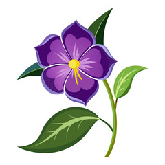 pimpernel on white background