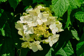 Oakleaf hydrangea white flowers in the harsh morning sunshine
