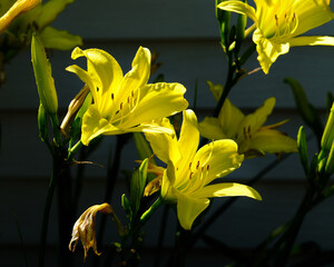 Long yellow daylily flowers are in full display at sunrise.