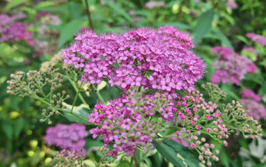 A vibrant cluster of small, delicate pink-purple flowers of Spiraea japonica (Japanese Spirea)...