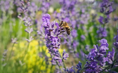 Closeup diligent honey bee actively pollinating purple lavender blossoms as collects rich nectar from fresh lavandula flowers
