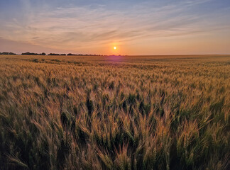 Vast wheat field stretches towards the horizon under a warm, golden sunset. The setting sun casts a soft glow over the ripening crops, evoking a sense of quietness. Rural splendor of agrarian harvest