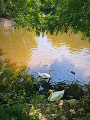 Two elegant white swans glide gracefully on a murky pond full of fish and turtles, surrounded by lush green foliage. Diverse aquatic life environment embraced by vibrant greenery