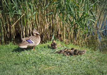 Wetland scene and a devoted mother duck leads small, downy ducklings on the grassy riverbank beside a shimmering pond bordered by tall reeds