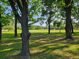 A sunlit park with large trees and a wide open field stretching into the background. Sunlight...
