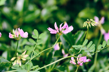 Purple crown vetch growing above the bushes