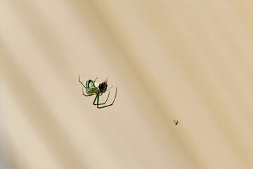 An orchard orbweaver spider devours a fly it caught in its web